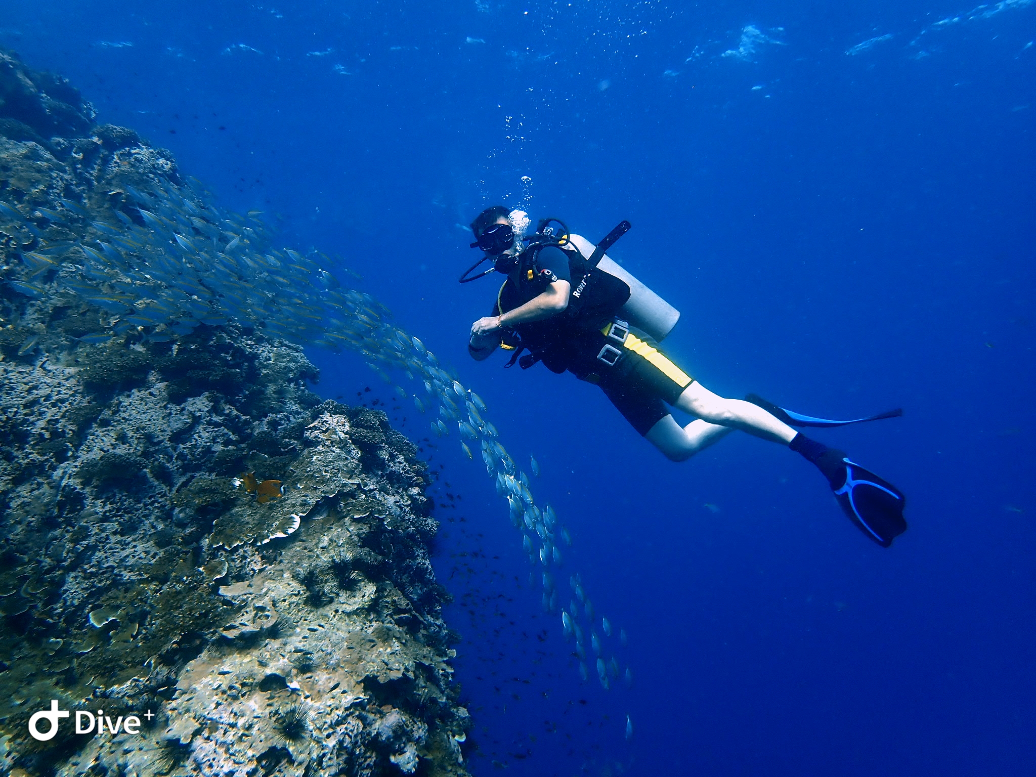 Seashell Divers