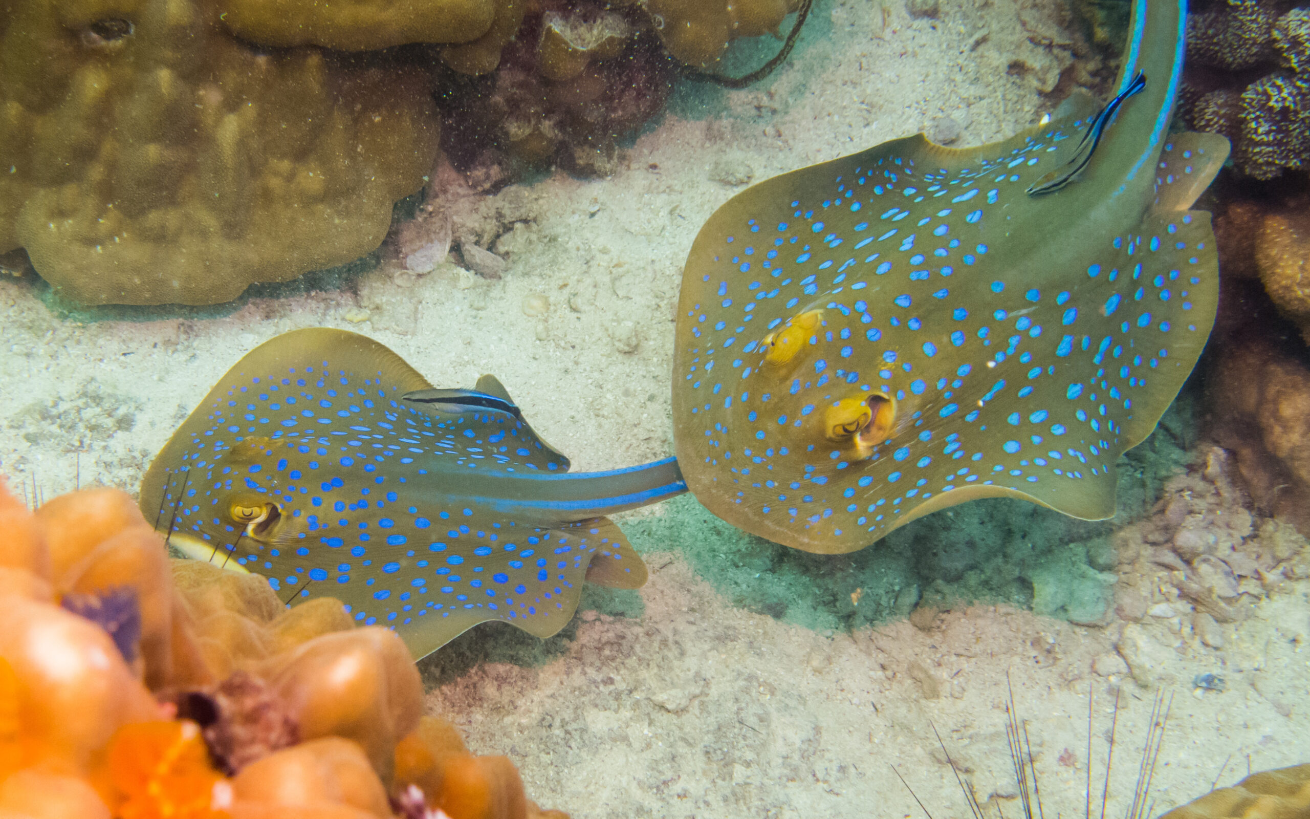 Seashell Divers