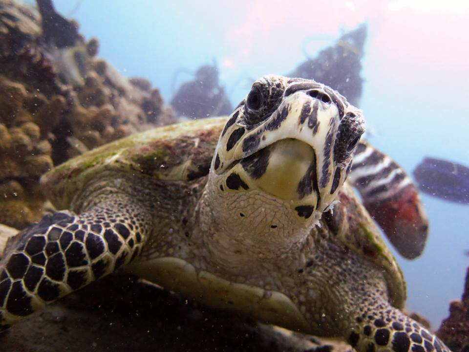 Seashell Divers